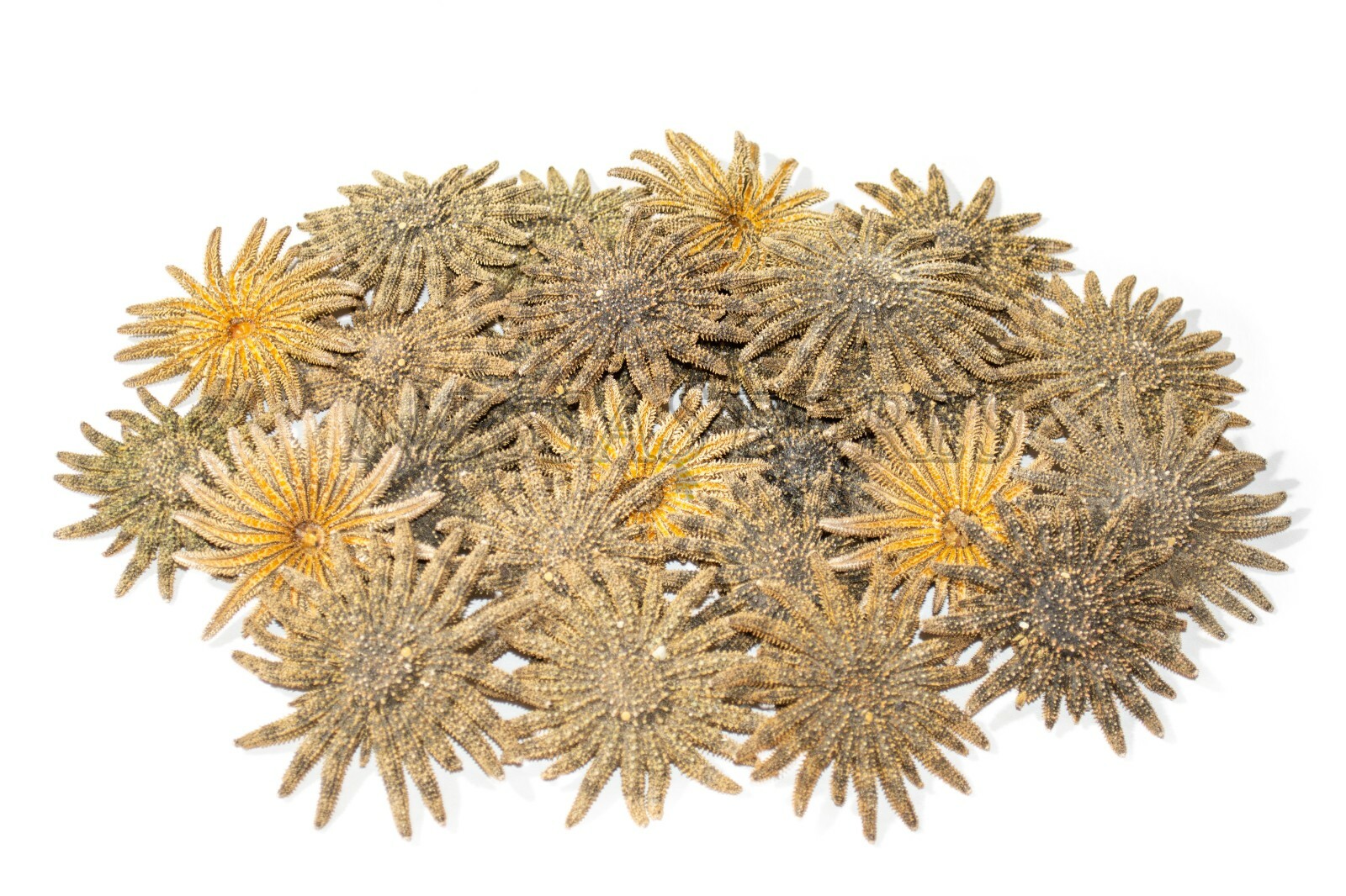 Multileg Sunflower Starfish Sea Shell Wedding Real Beach Craft 2-3\