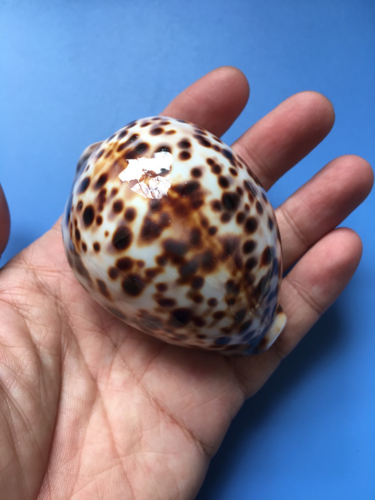 73.6mm |Cypraea Tigris Hinnulea| F+++ GEM |WHITE colour |Beautiful shell 73.6mm |Cypraea Tigris Hinnulea| F+++ GEM |WHITE colour |Beautiful shell