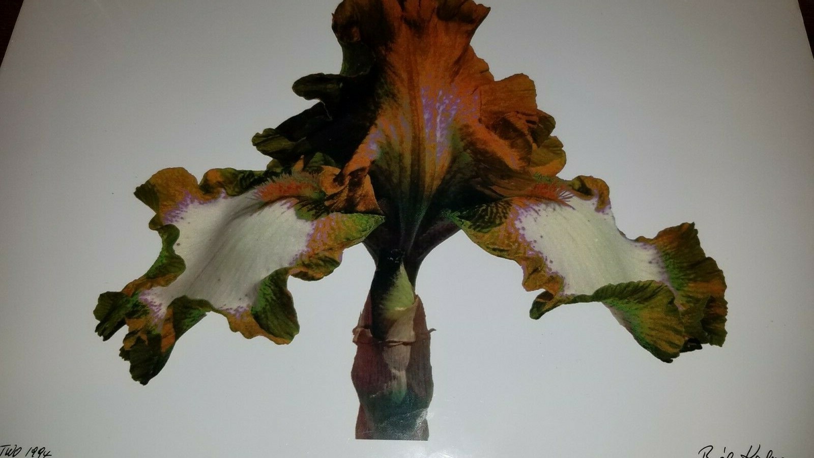 1994 Iris Two Gelatin Silver Photograph Dye Sublimation Print Bela Kalman 1921
