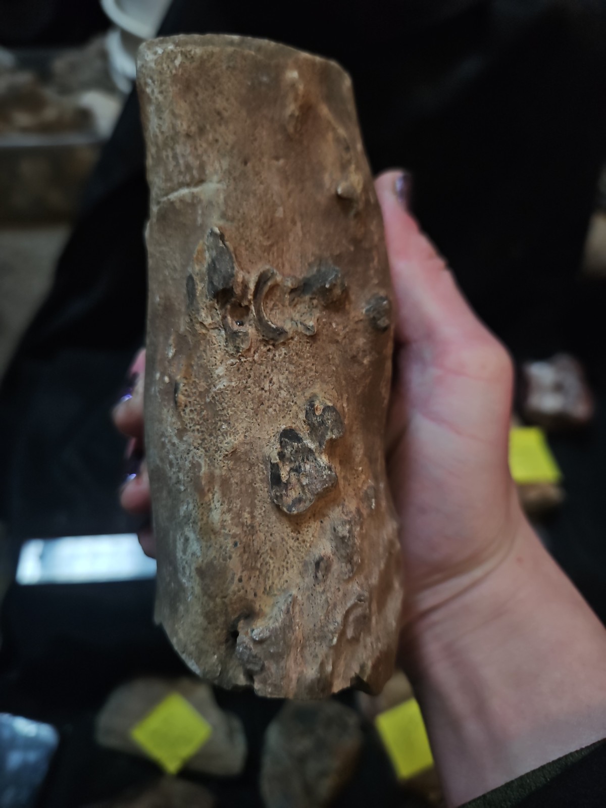 Zimbabwe Petrified Wood Log Specimen (2lb 8oz)