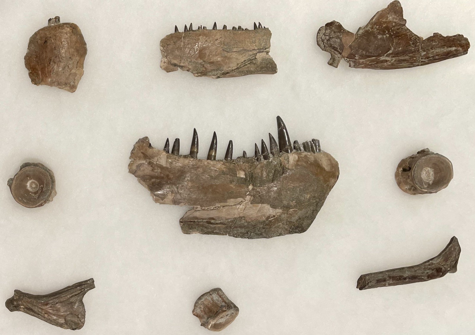Large Texas Cretaceous Xiphactinus Fish With 2 Jaw Sections - Museum Worthy Large Texas Cretaceous Xiphactinus Fish With 2 Jaw Sections - Museum Worthy