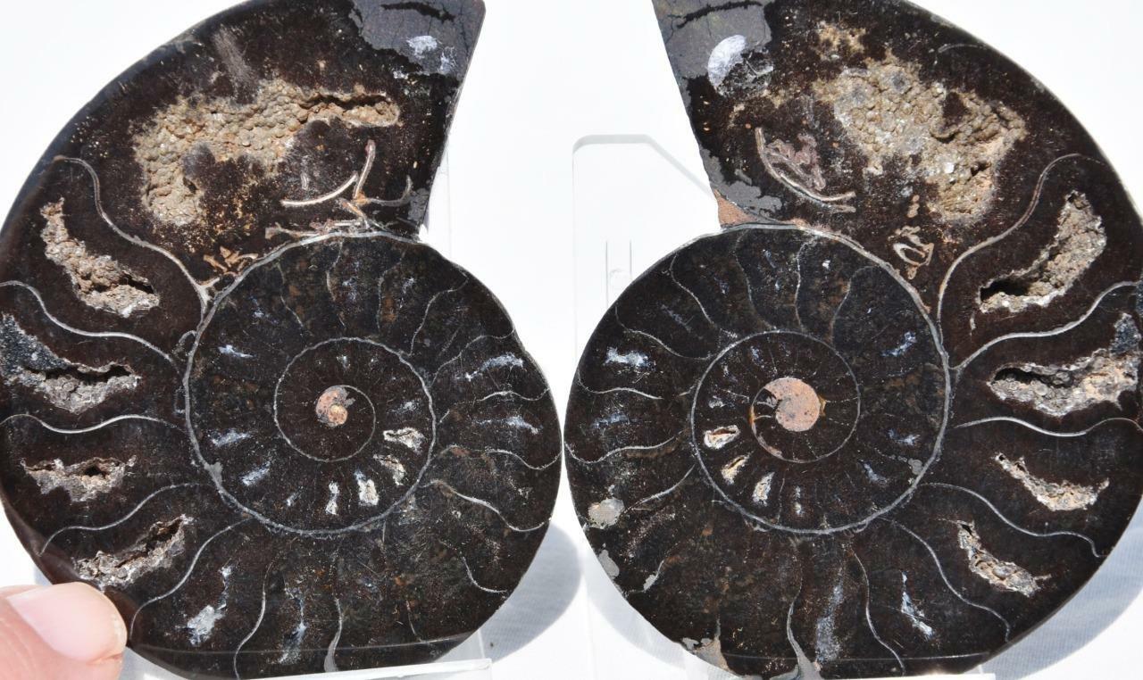 RARE 1-n-100 Split BLACK Ammonite PAIR Crystals LARGE 90gm FOSSIL 75mm 3.0