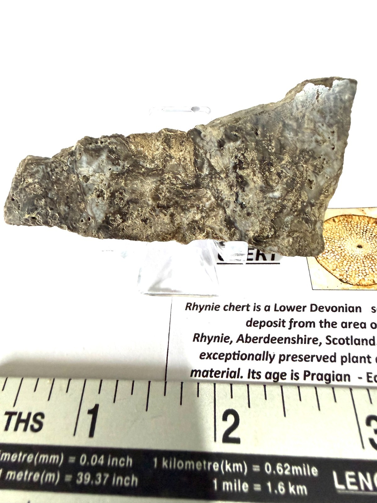 Rhynie Chert Devonian Period Scotland  RC4