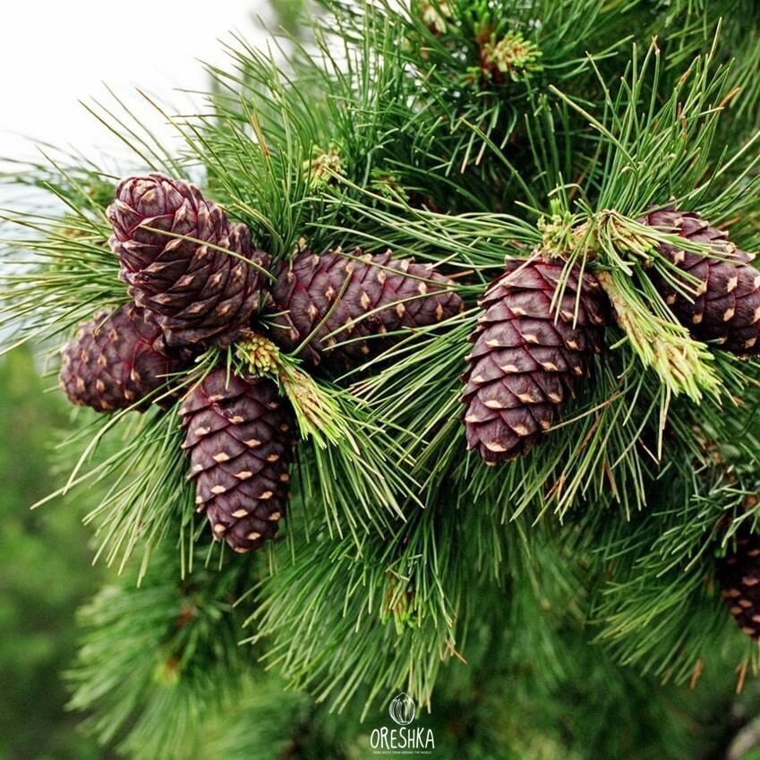 Seeds of Cedar sibirica 20/100 PCS