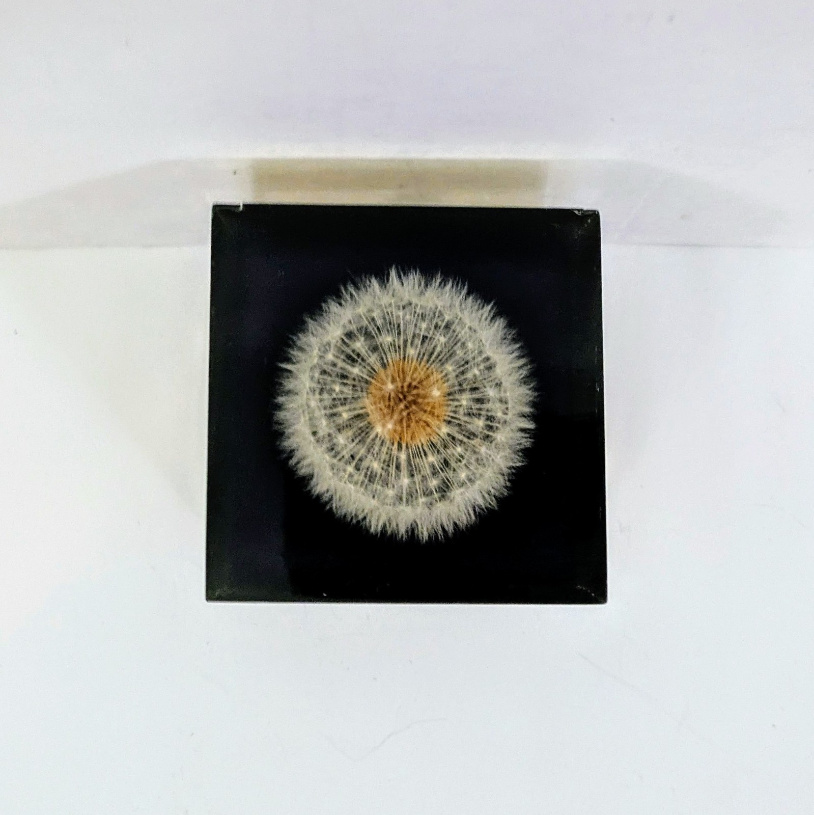 VTG GUMPS 1960's (USA) Lucite cube dandelion paperweight Please Read