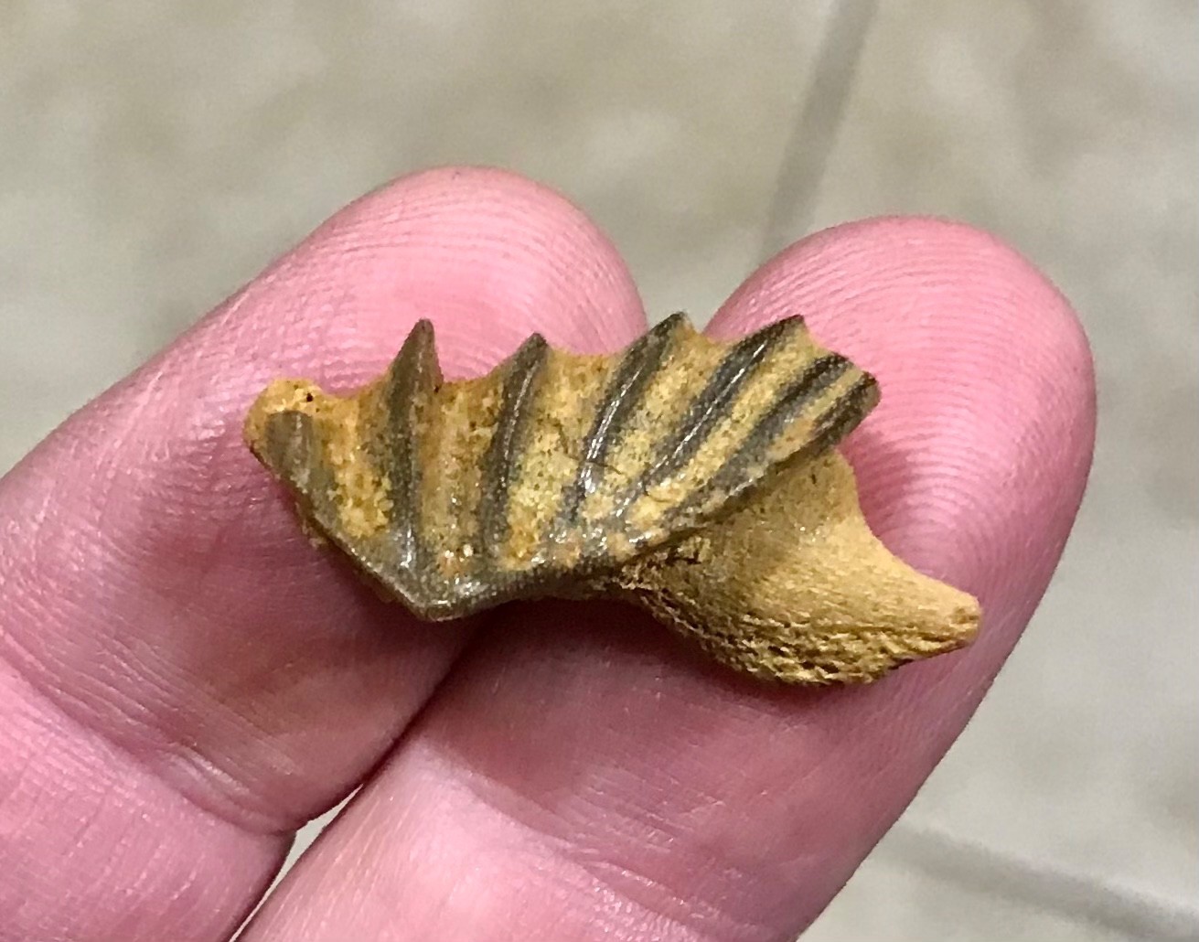 GRAND & AWESOMELY RARE LUNGFISH TOOTH PLATE W PARTIAL JAW ATTACHED FOSSIL GRAND & AWESOMELY RARE LUNGFISH TOOTH PLATE W PARTIAL JAW ATTACHED FOSSIL