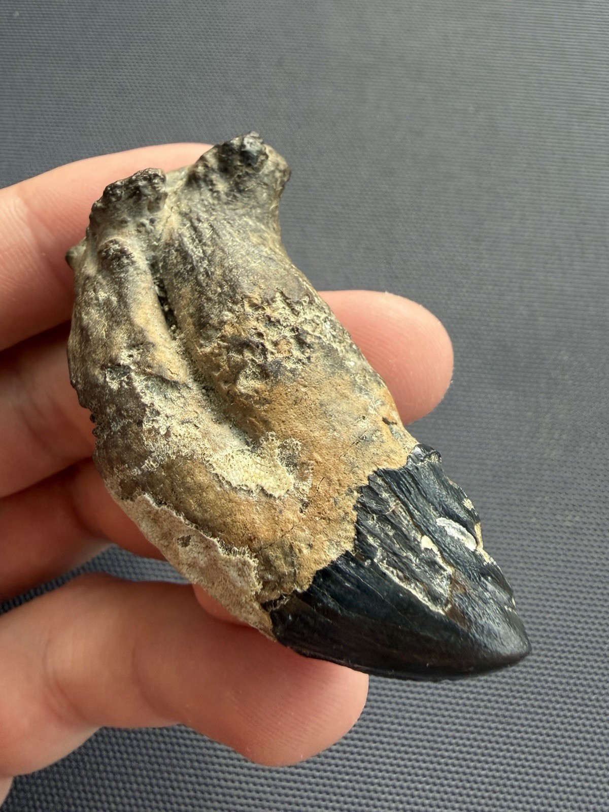 Museum Quality Ankylorhiza Tooth Fossil - Ancient Marine Mammal Tooth Museum Quality Ankylorhiza Tooth Fossil - Ancient Marine Mammal Tooth