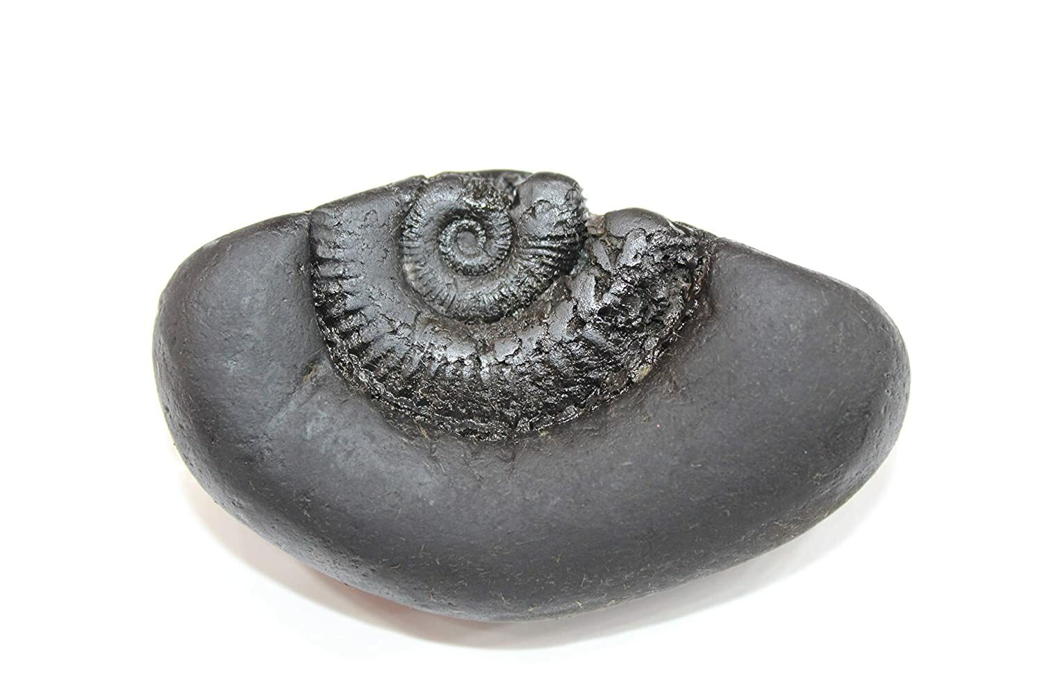 Auspicious Laxmi Kalpvriksh Sudarshan Shaligram 3 inches Gandaki River Nepal