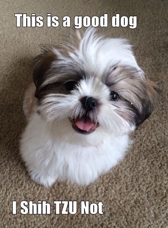 Funny dog Shih Tzu    refrigerator magnet 3 1/2 X 4  1/2 \