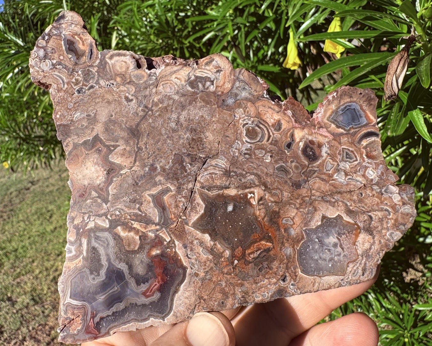 ☘️RR⛏️:  Polished “Big Diggings” Agate Slab, Sunshine New Mexico, 5”
