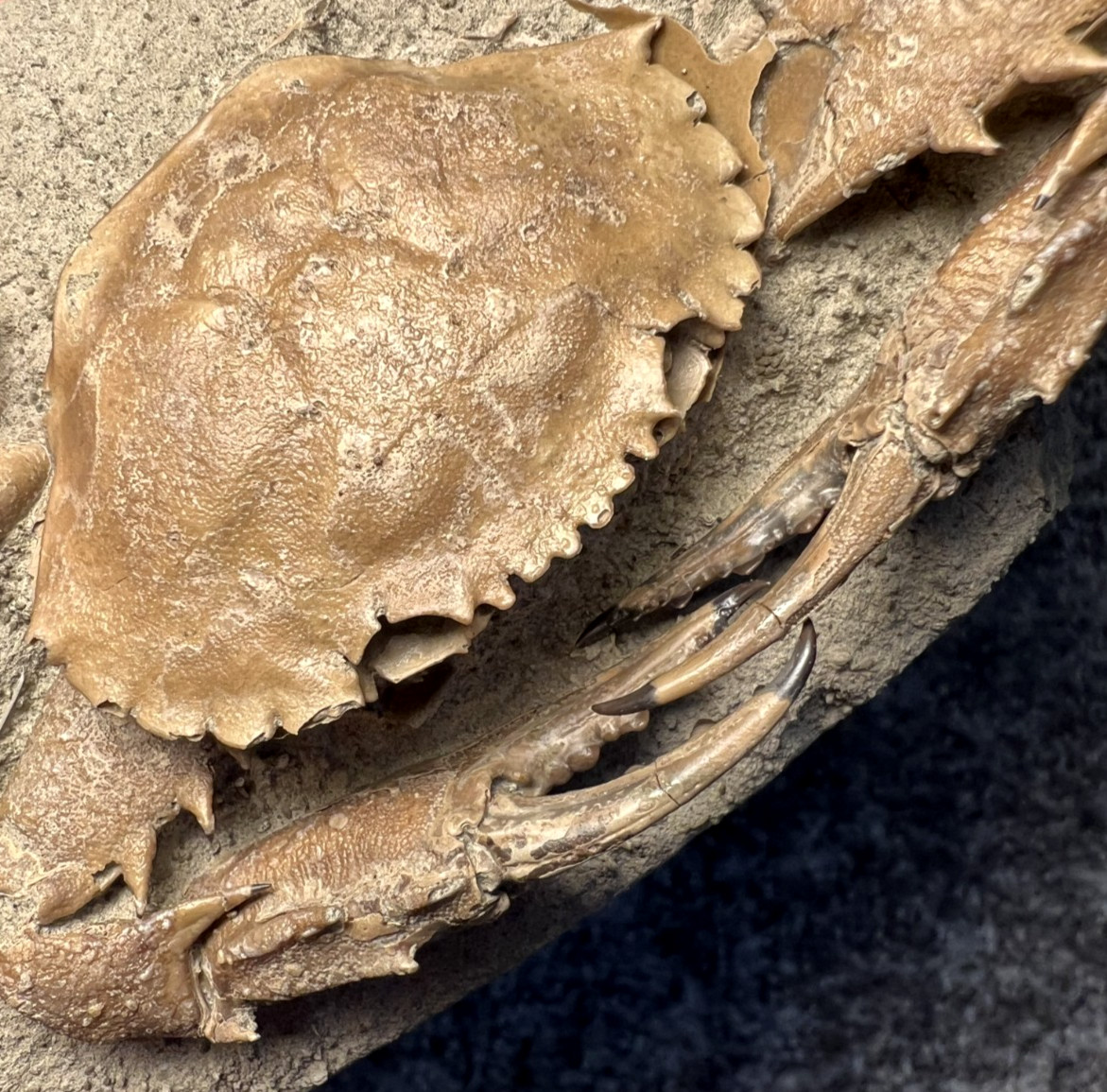Exceptional Charybdis Fossil Crab – Complete, Highly Detailed, Indonesia ✅