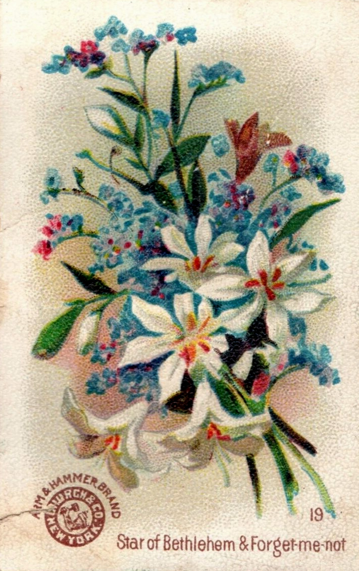 1880s-90s Arm & Hammer Beautiful Flowers Star Of Bethlehem No.19 F111 1880s-90s Arm & Hammer Beautiful Flowers Star Of Bethlehem No.19 F111