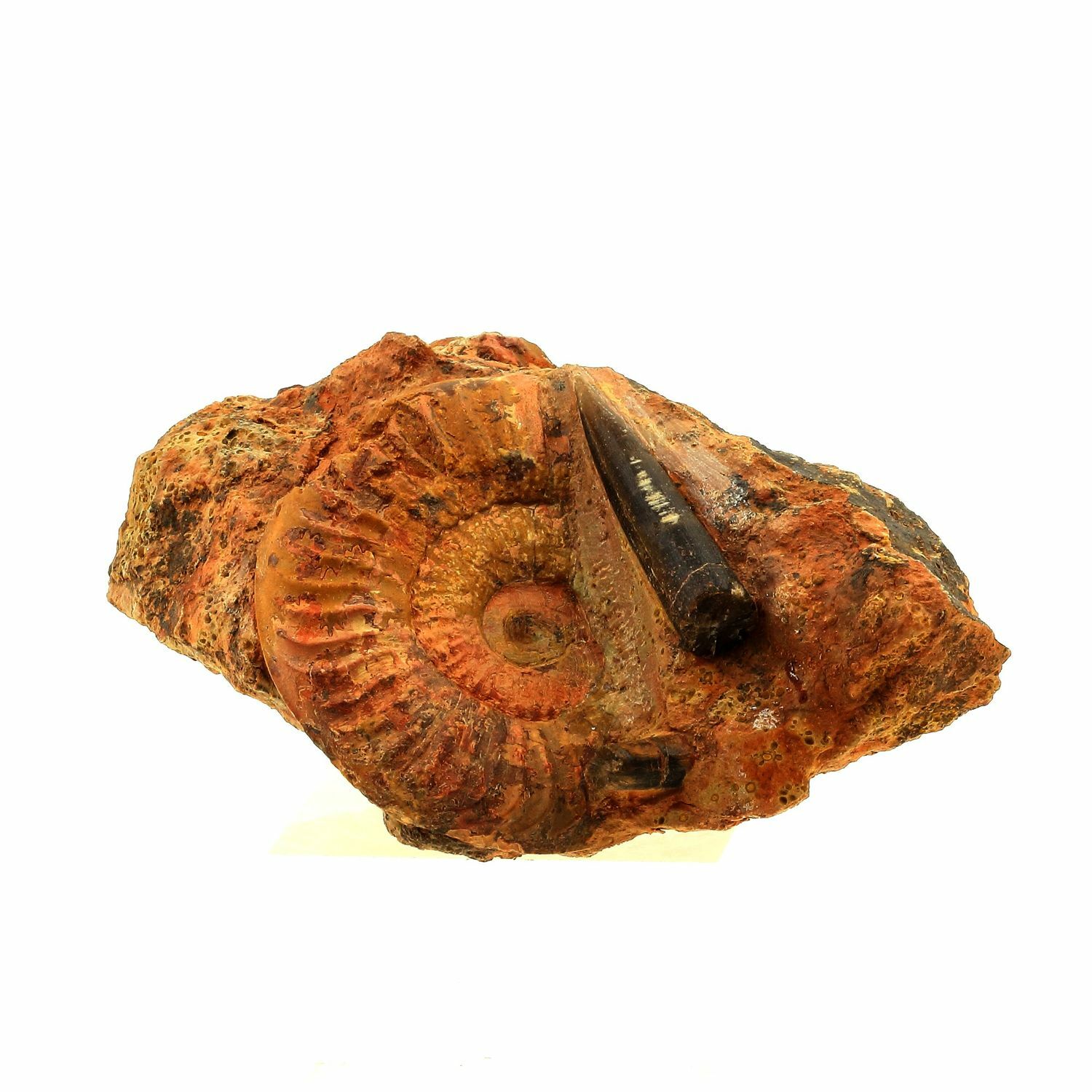 Fossil Grammoceras Penestriatulum + Belemnite. 1567.0 Ct. (6 Cm) Belmont-D\'Aze