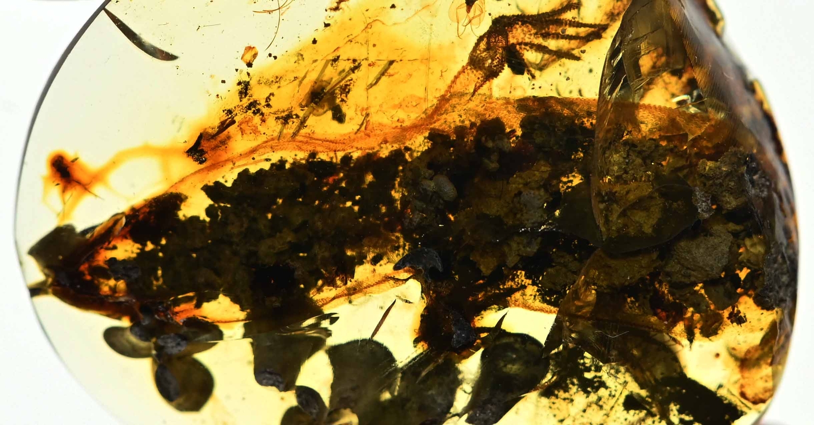 Rare Half Lizard with head and arms, Fossil inclusion in Burmese Amber