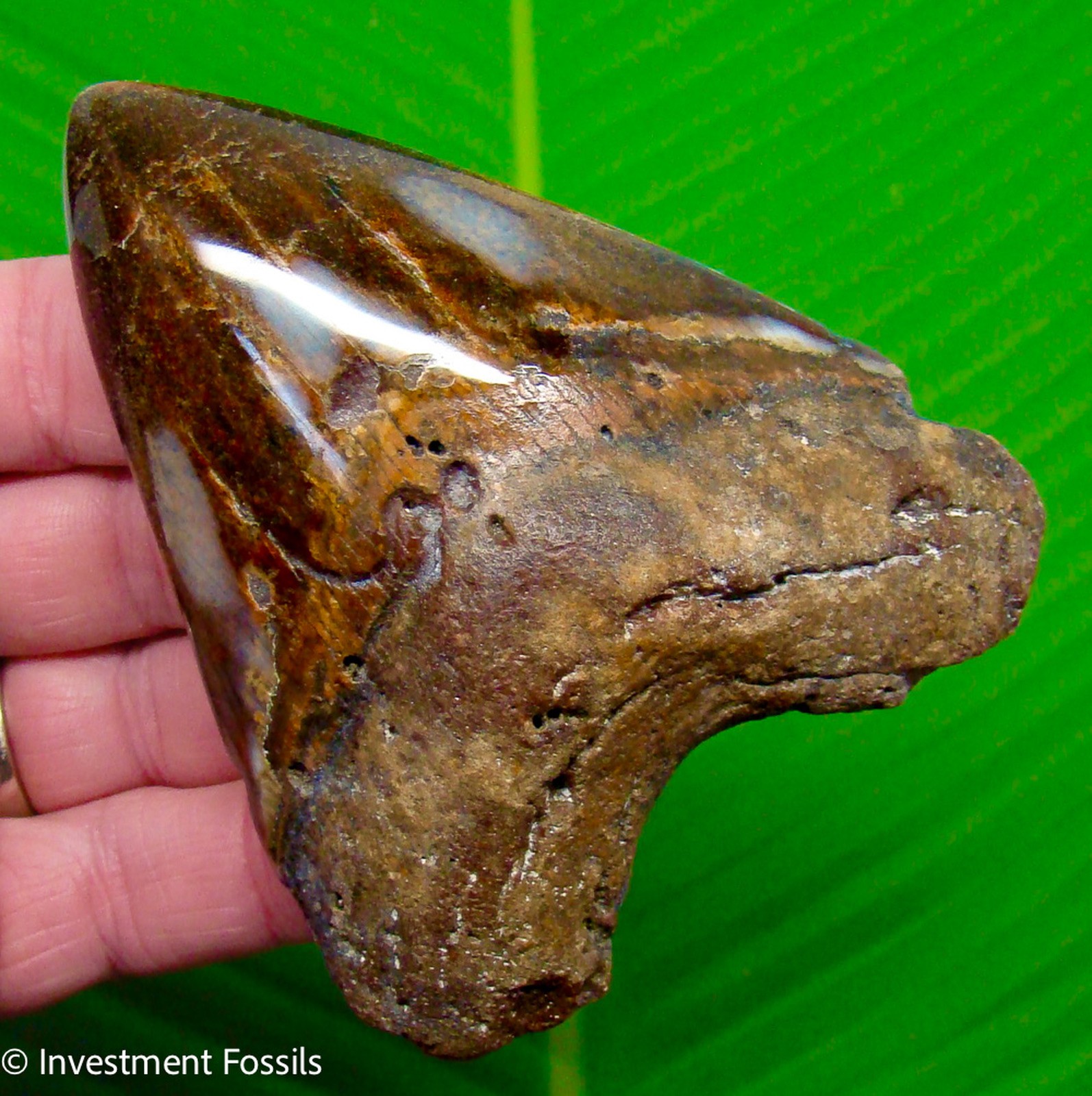 Megalodon Shark Tooth 4.30” Real Fossil  XL BIG NO Restorations Sharks Teeth