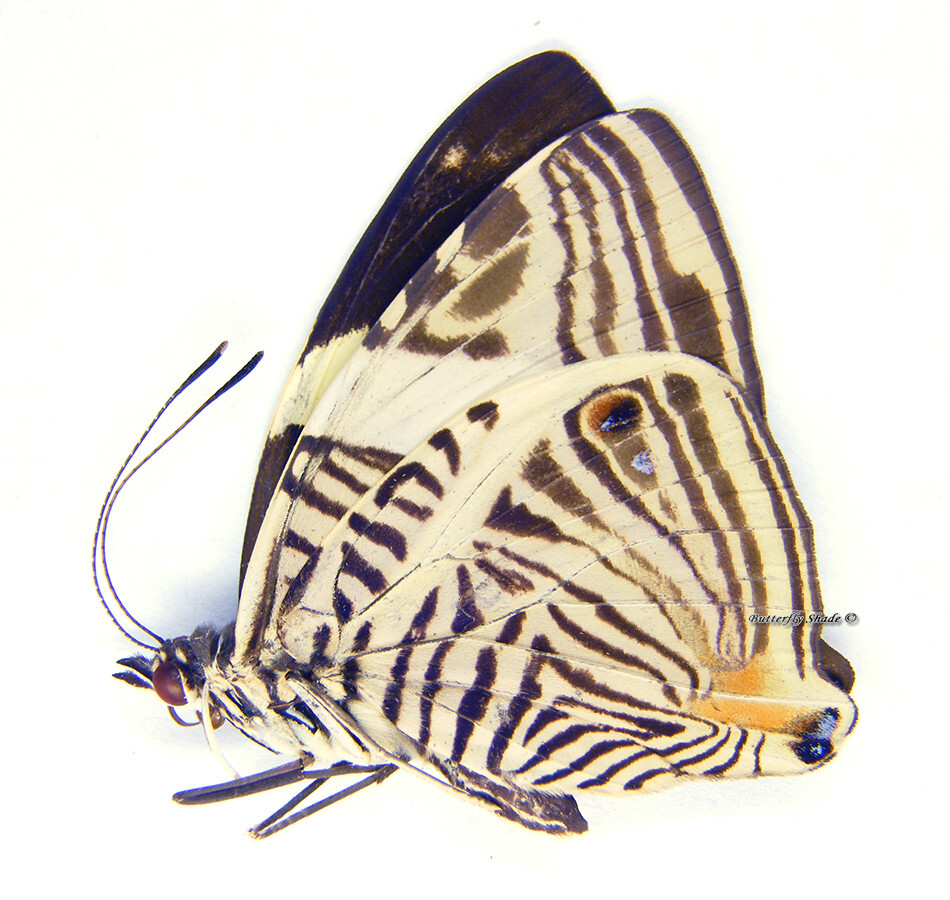 Unmounted Butterfly/Nymphalidae - Colobura dirce dirce, male, Colombia, A-