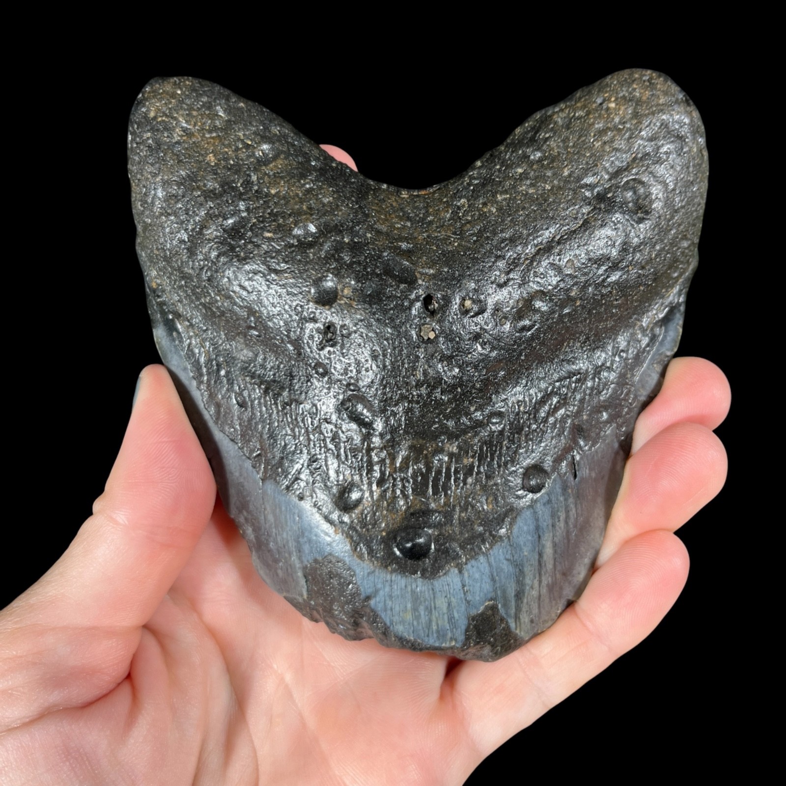 Genuine Prehistoric Megalodon Tooth- Natural Fossil Gift 13.3oz (OBX058)