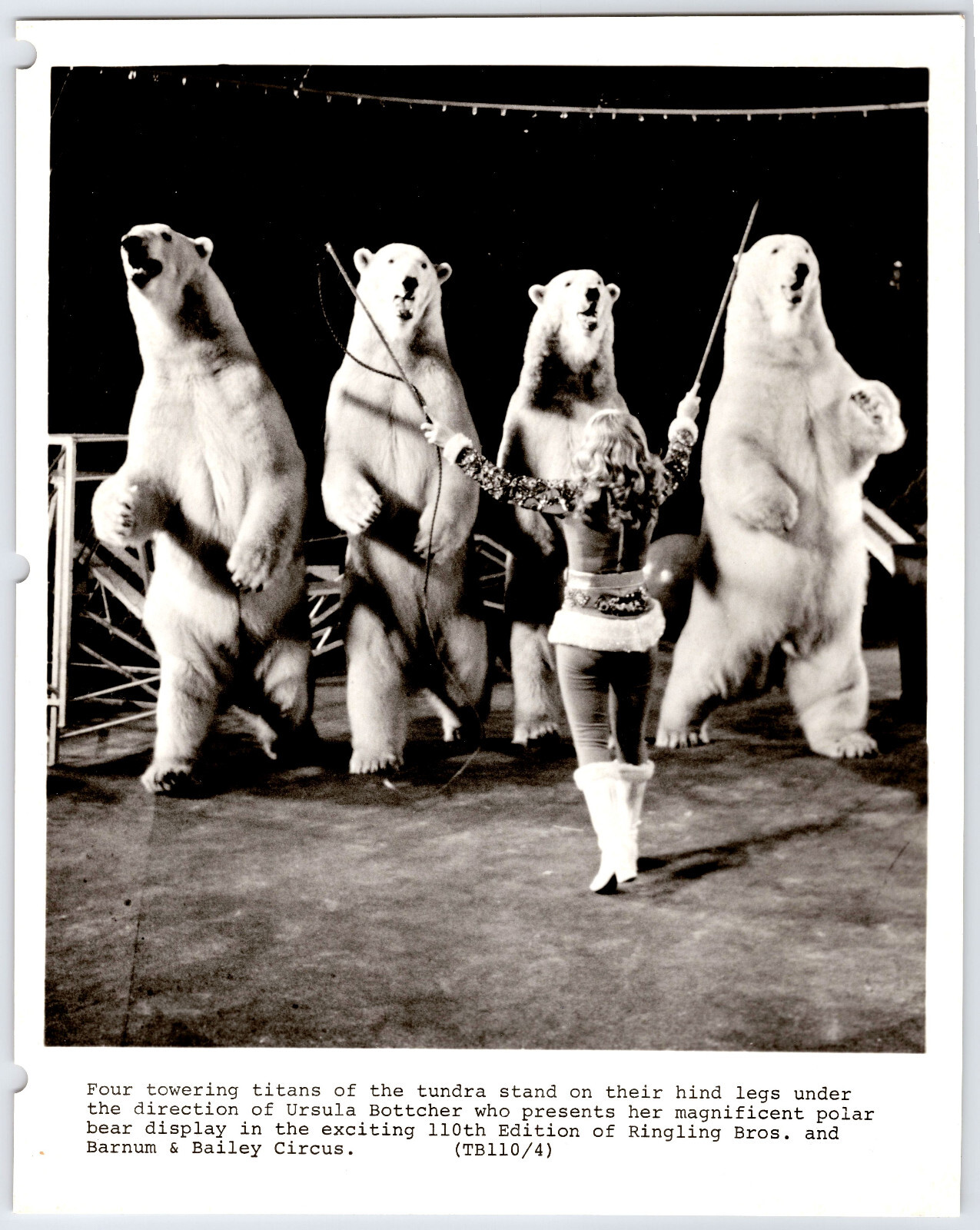 [24Ph1] Photograph 8x10, Ringling Bros Circus Polar Bears, (punch holes)