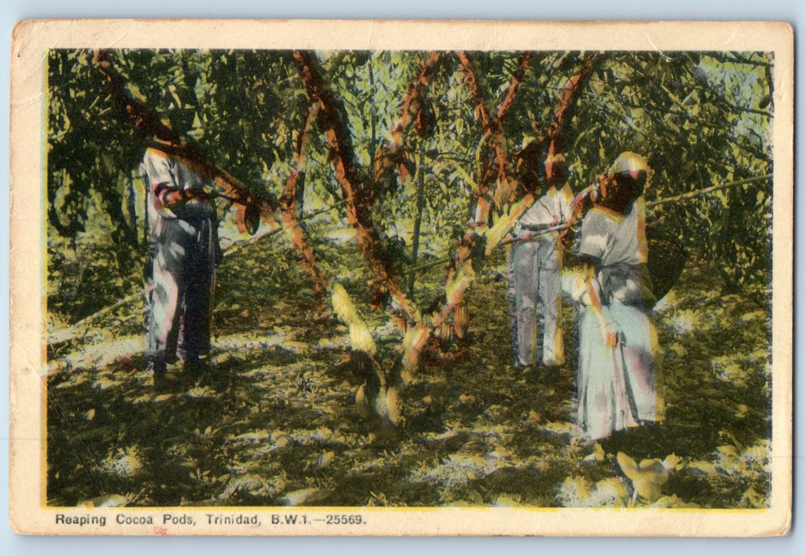 Trinidad and Tobago B.W.I. Postcard Reaping Cocoa Pods c1930\'s Vintage