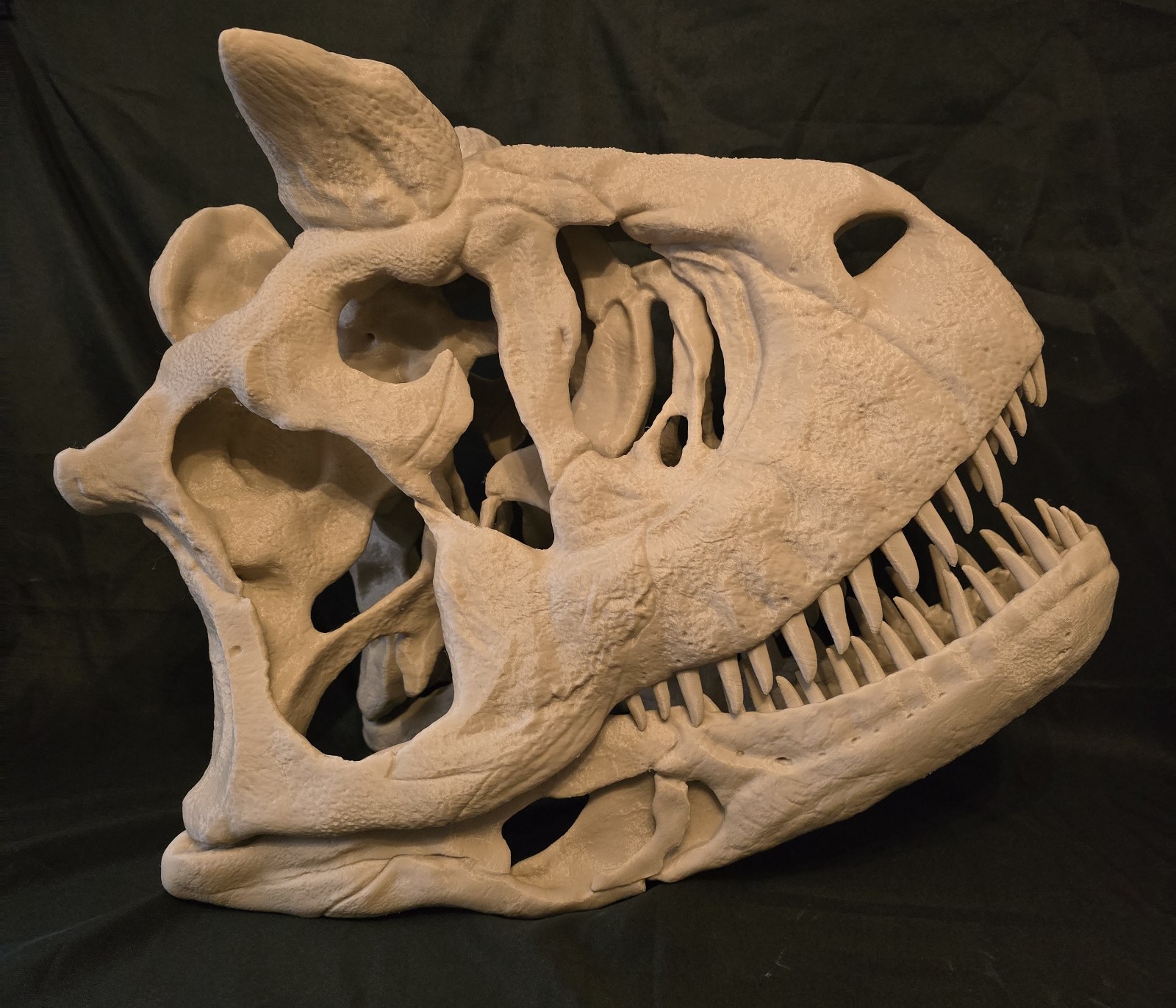 massive Life-size CARNOTAURUS skull fossil, replica ready to post.