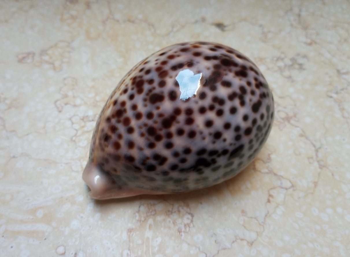 Cypraea pantherina 96.6 mm F++++F+++red sea shell HUGE size super natural glossy