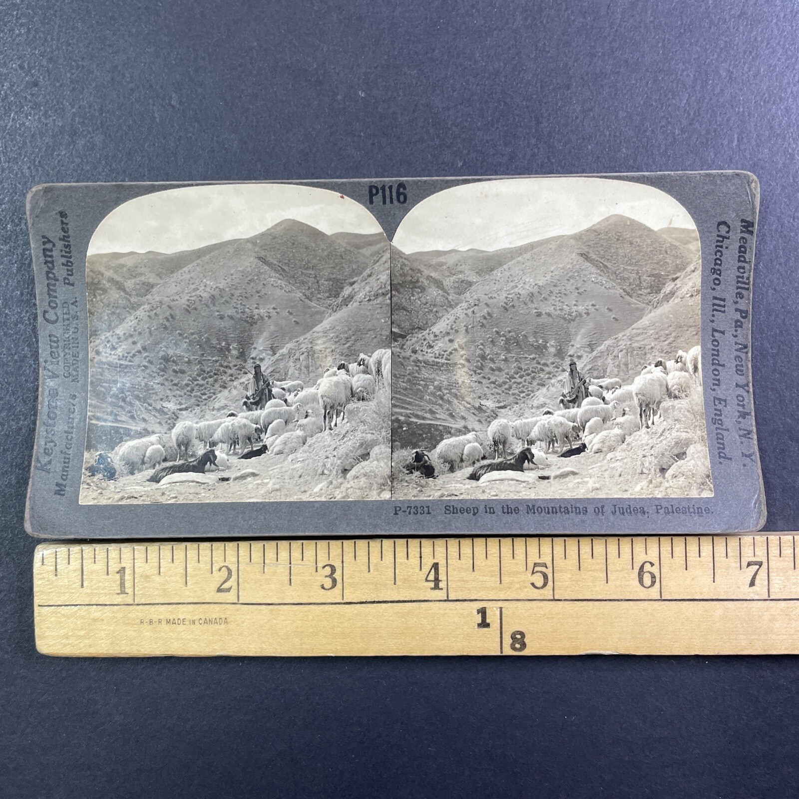Sheep in Mountains of Judea Stereoview Keystone View Co Palestine 1900s Curved