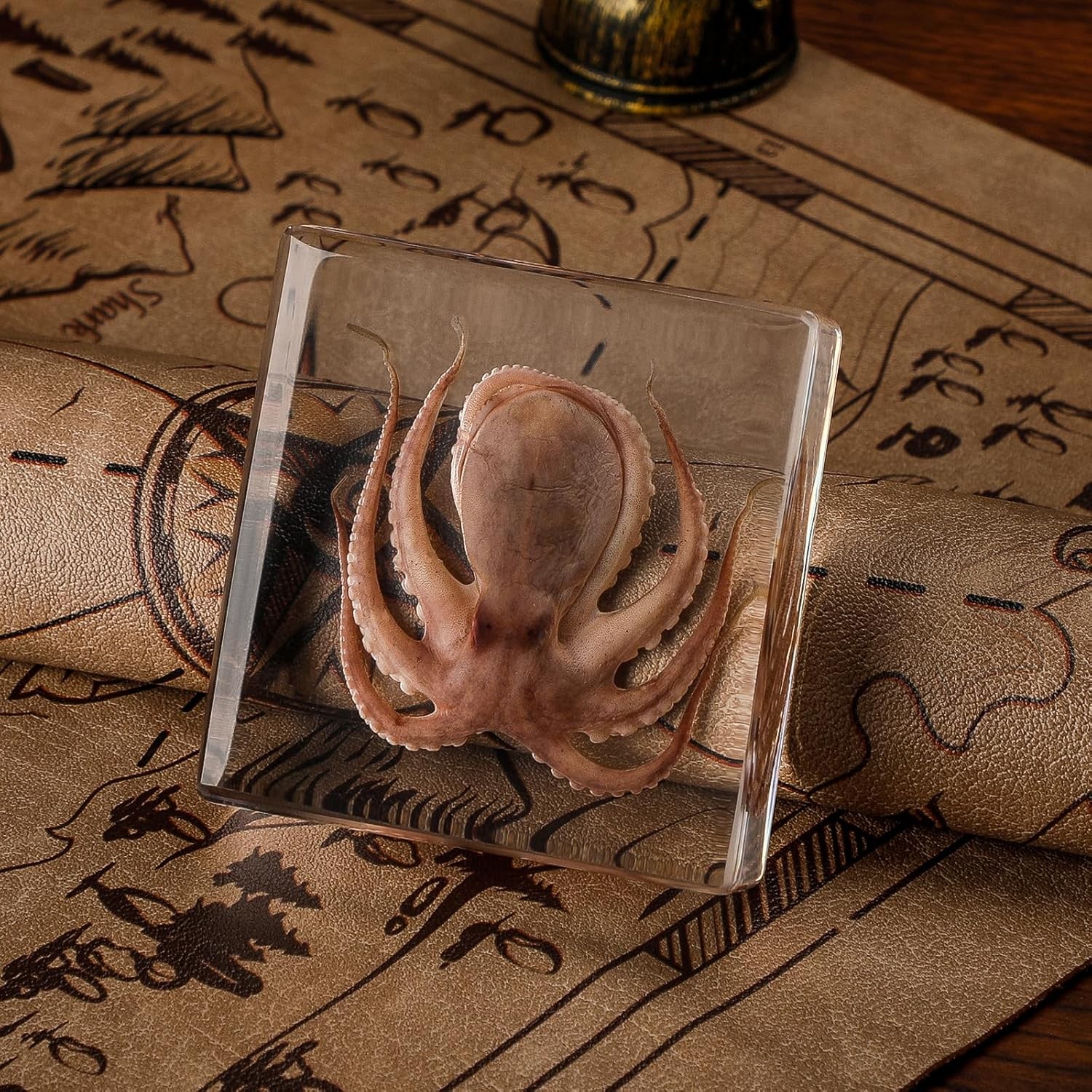 Taxidermy Octopus Specimen in Resin – Real Preserved Marine Animal Specimen, O Taxidermy Octopus Specimen in Resin – Real Preserved Marine Animal Specimen, O