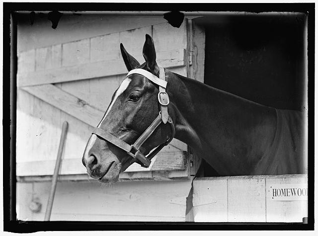 Photo:HORSE SHOWS. HORSE IN WASHINGTON HORSE SHOW