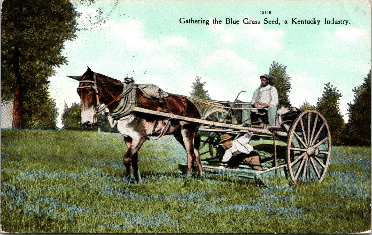 c1910s Kentucky Blue Grass Seed Harvest Antique Postcard Mule Danville KY c1910s Kentucky Blue Grass Seed Harvest Antique Postcard Mule Danville KY