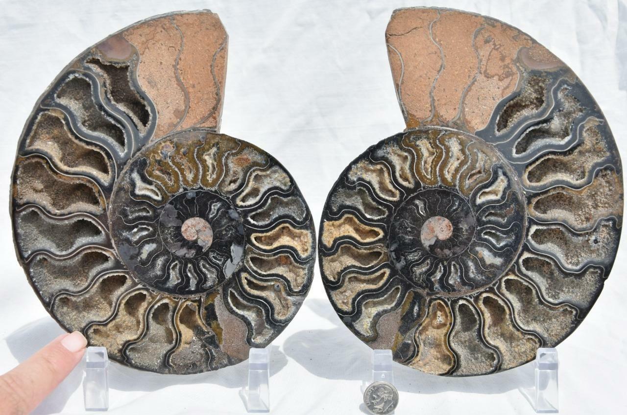 RARE 1n100 BLACK Ammonite PAIR XL Deep Crystals 110myo FOSSIL 185mm 7.3\