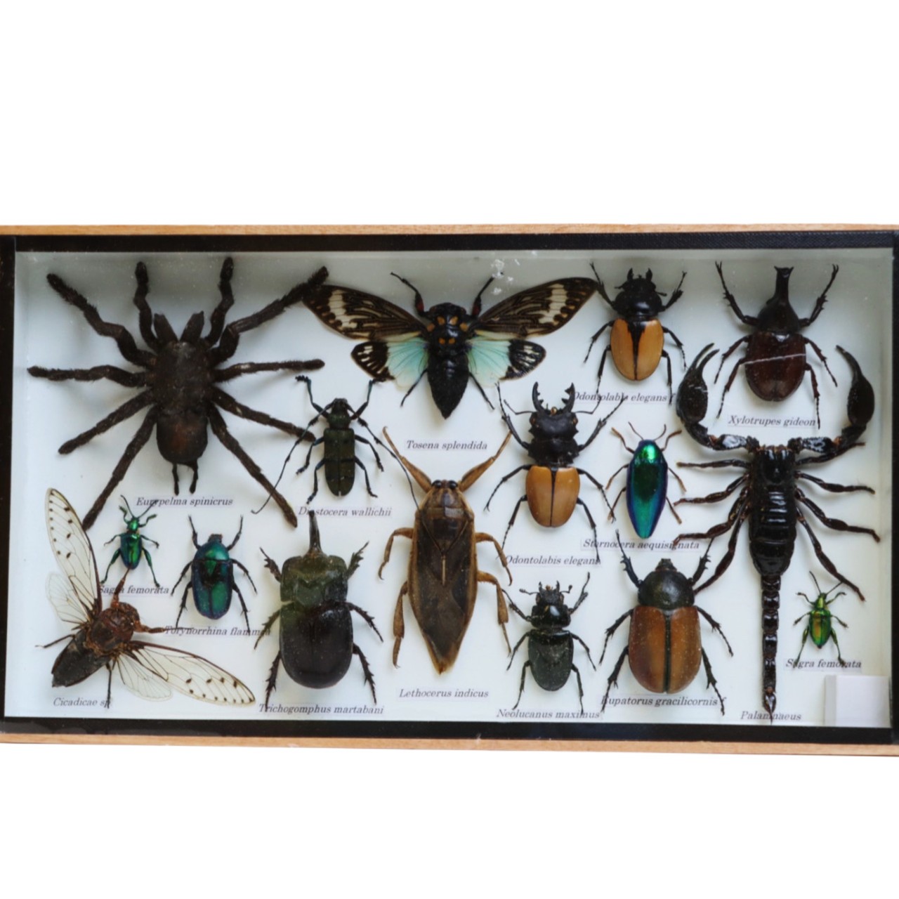 Framed Blue Cicada, Water Bug, Tarantula & Scorpion - Real Insect Display