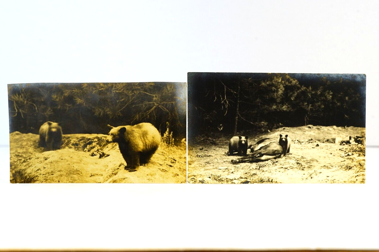 Grizzly Bears Dead Horse Antique Real Photo Postcard Lot 2x Bears RPPC