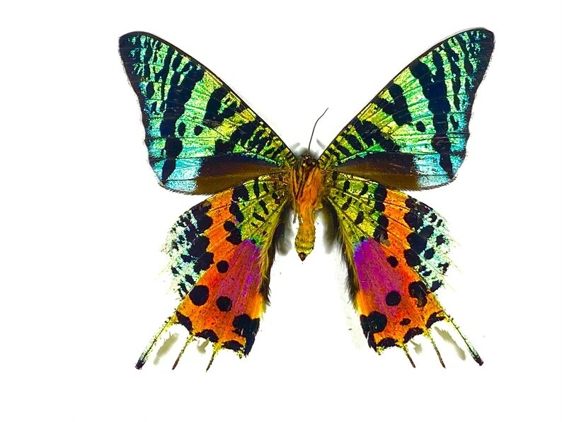 WINGS CLOSED Urania ripheus sunset Moth