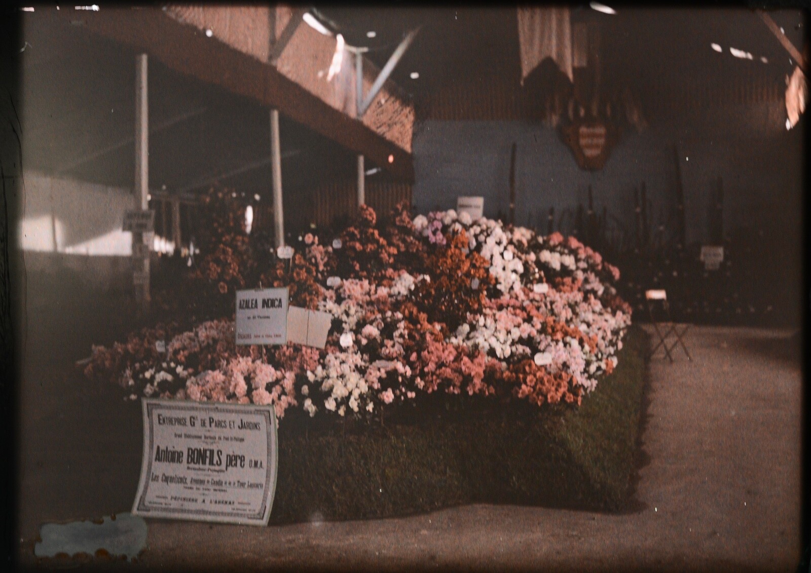 5 autochromes 9X 12 cm, Nice / canes circa 1910. Original Light Box
