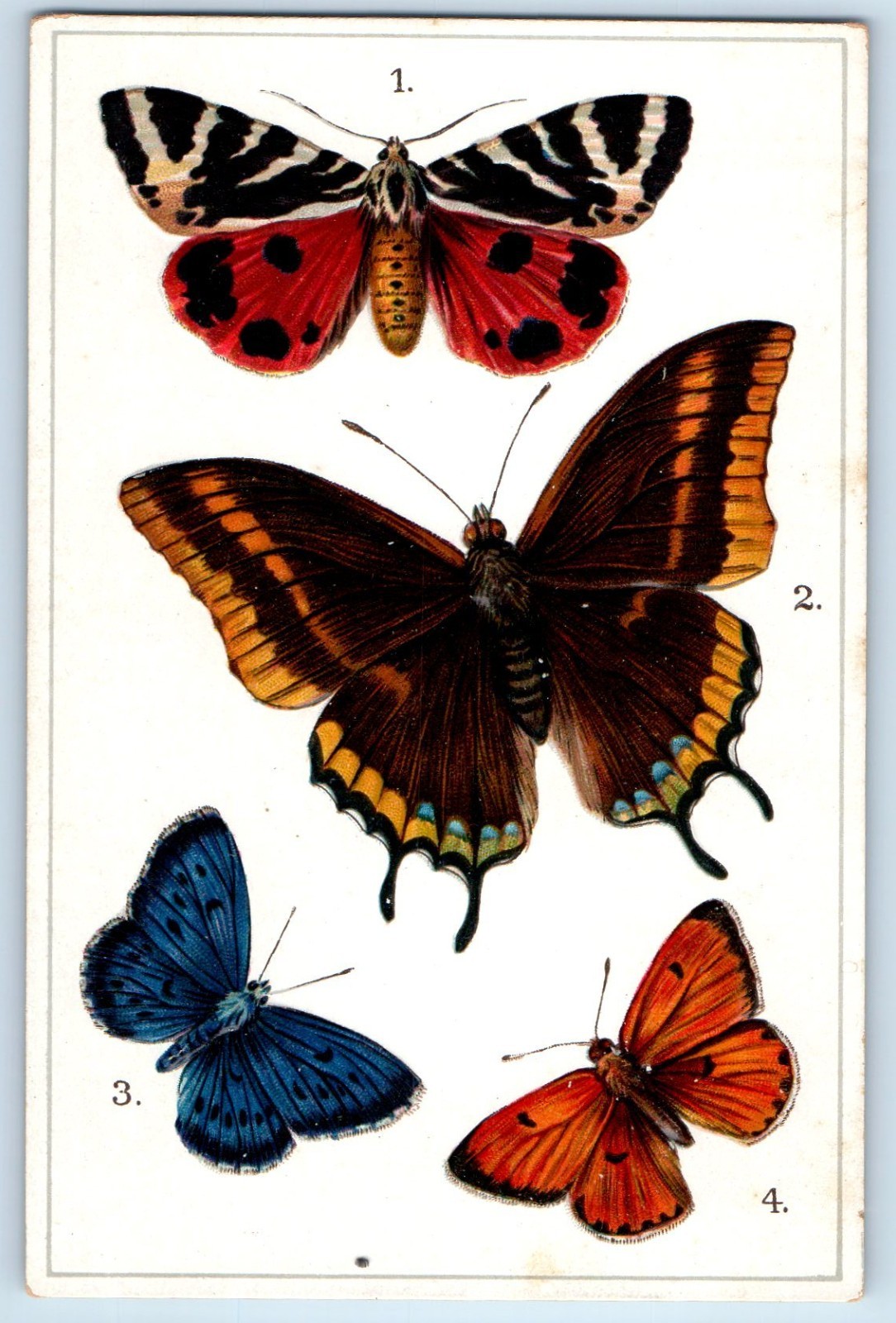 c1910\'s Europe Butterflies And Moths Embossed Tuck Unposted Antique Postcard c1910\'s Europe Butterflies And Moths Embossed Tuck Unposted Antique Postcard