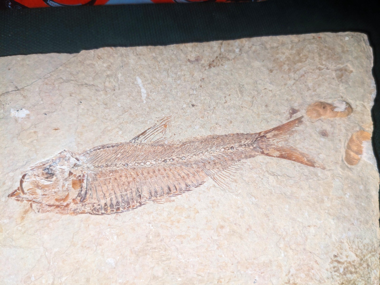 DIPLOMYSTUS FOSSIL FISH FOR SALE