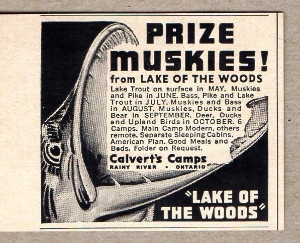 1957 Print Ad Prize Muskies Lake of Woods Calverts Camps Rainy River Ontario,Can