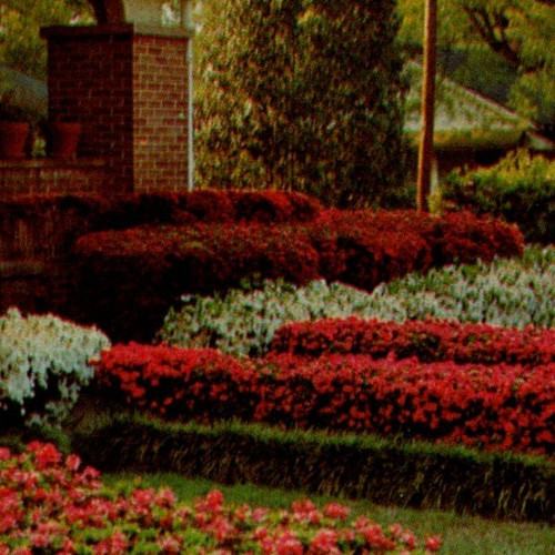 * VTG Chrome Postcard McComb MS Azalea Flowers