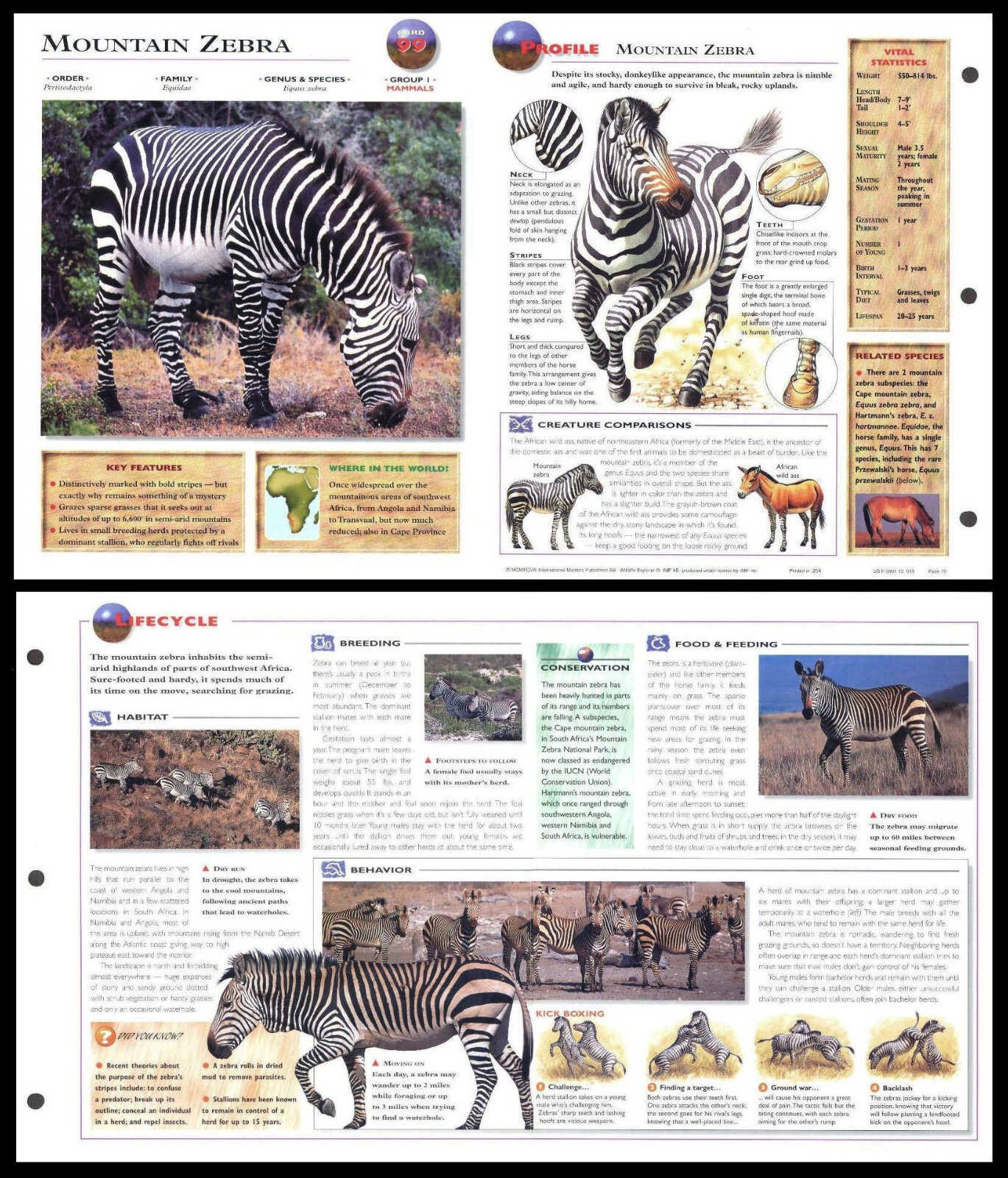 Fold-Out Sheet - Mountain Zebra - 99