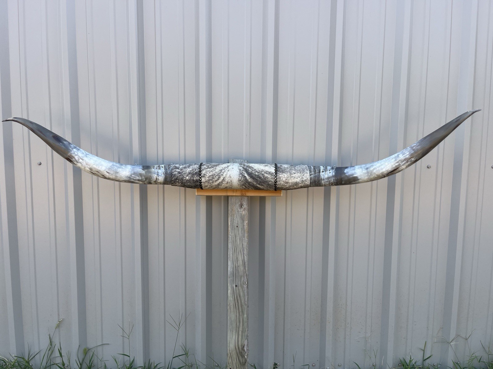 MOUNTED STEER HORNS 6 FEET 4 Inch WIDE LONGHORN Sanded Horn MOUNT BULL COW