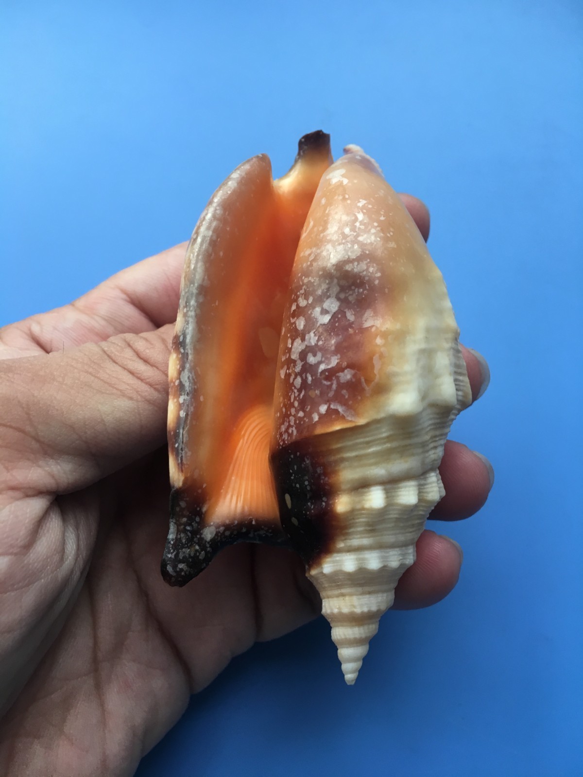 102.6mm | Strombus aratrum  | F+++| SUPER GIANT size | Beautiful shell