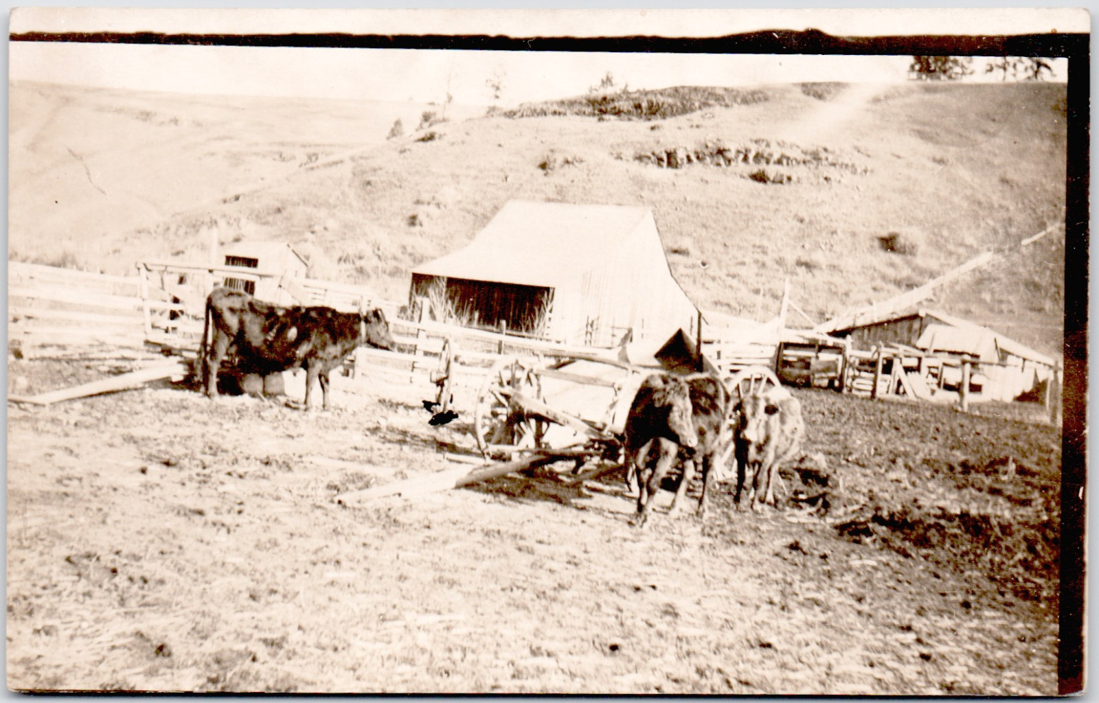 c1909 Rural Farmyard with Cows & Wagon RPPC Postcard - Scenic Homestead View