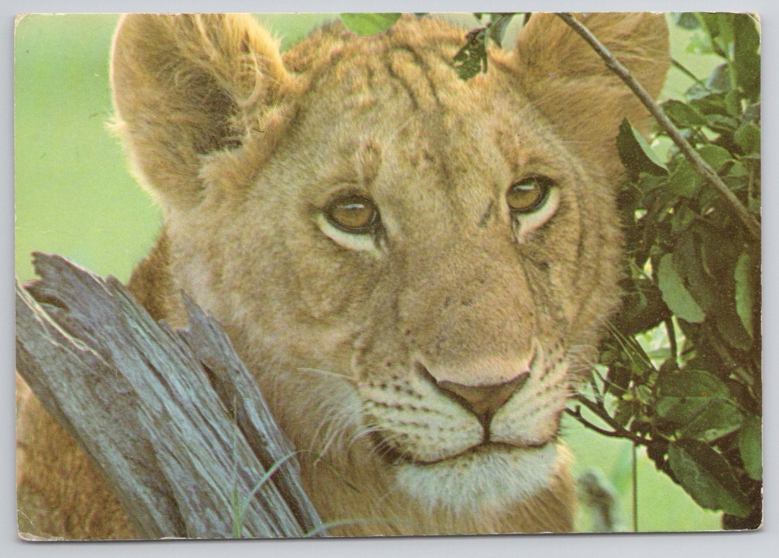 1983 Kenya Wildlife Postcard - Adorable Lion Cub - Nairobi Postmark