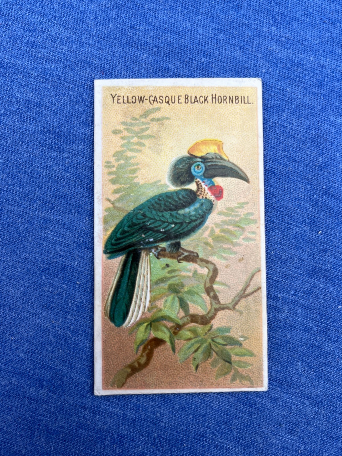 YELLOW-CASQUE BLACK HORNBILL 1889 N5 Allen & Ginter Birds of the Tropics