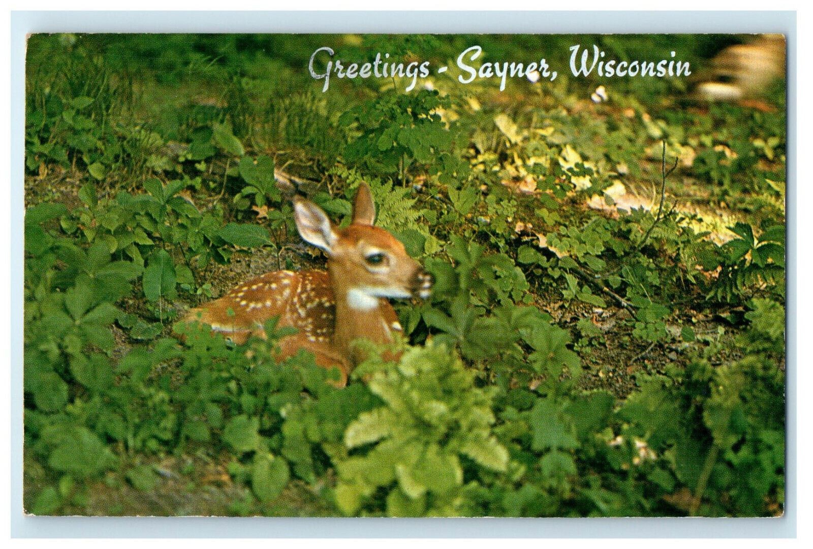 c1950s Animal Sitting in Grass, Greetings Sayner Wisconsin WI Posted Postcard