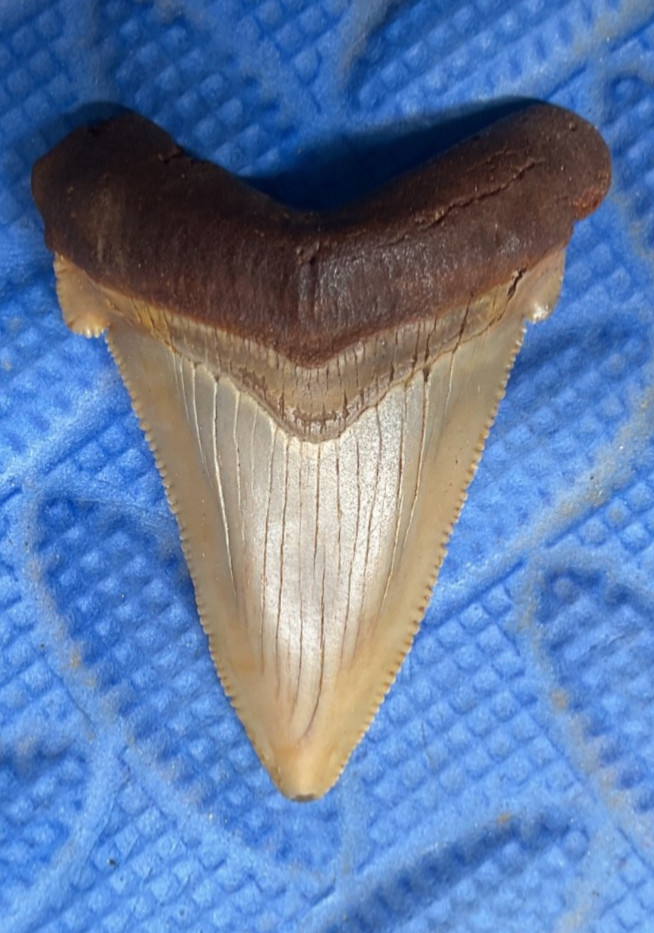 Angustidens shark tooth fossil 2 inch from SC