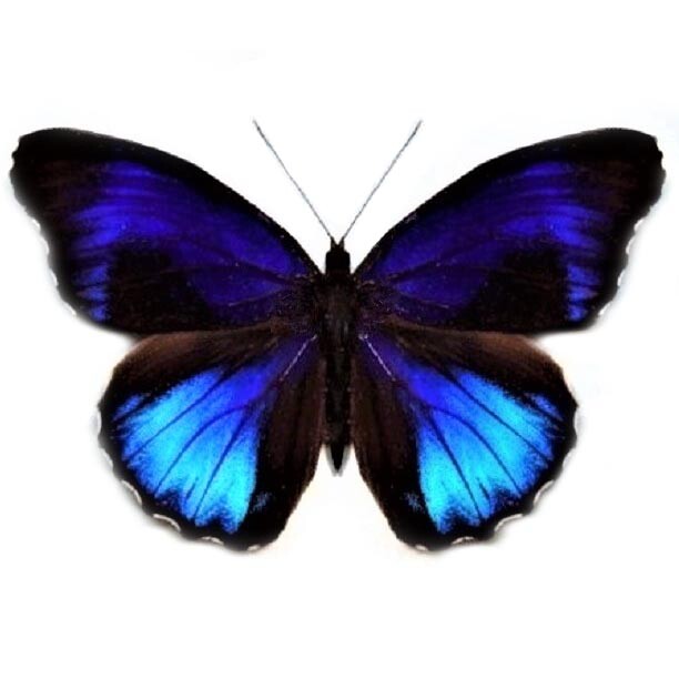 Eunica excelsa ONE REAL BUTTERFLY BLUE PERU UNMOUNTED WINGS CLOSED