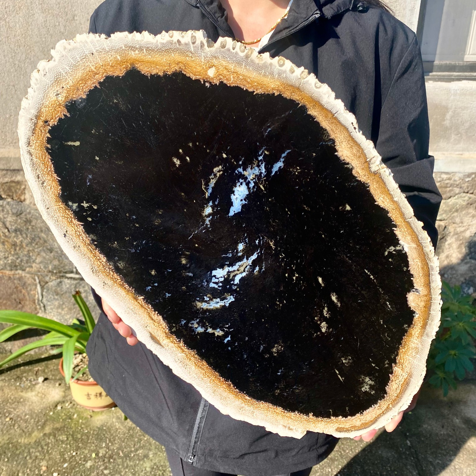 11.6LB Large Natural Petrified Wood Crystal Fossil Slice Shape Specimen Healing 11.6LB Large Natural Petrified Wood Crystal Fossil Slice Shape Specimen Healing