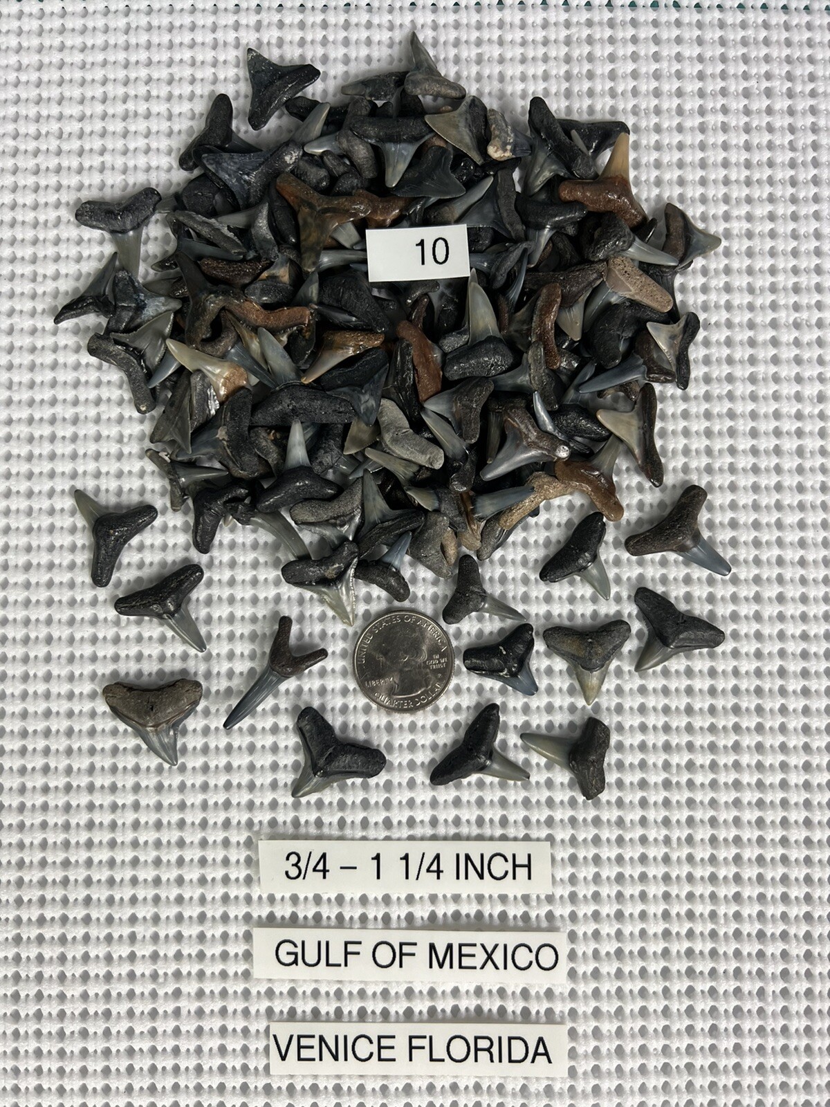 Lot of 10 fossilized 3/4 - 1. 1/4 inch shark teeth from Venice Florida ( GULF )