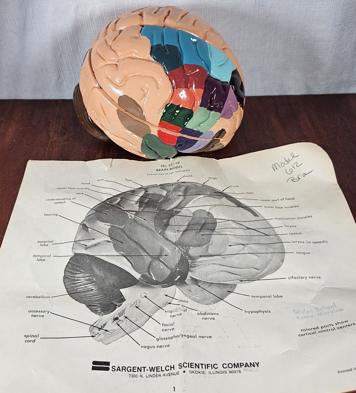 Vintage Sargent-Welch scientific brain model 95119 Hand Painted Minty Clean 